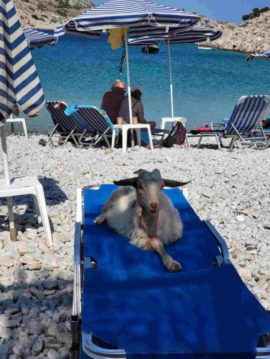 Σύμη: Viral η φωτογραφία κατσίκας που ποζάρει σε ξαπλώστρα