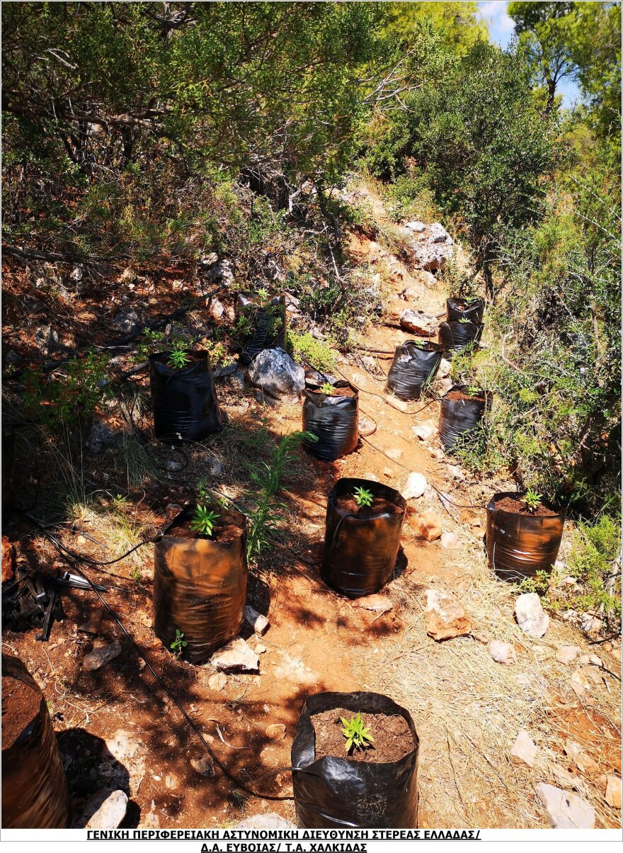 Βοιωτία: Τεράστια χασισοφυτεία με 2.225 δενδρύλλια σε χαράδρα, έφταναν έως και τα 2,50 μέτρα!