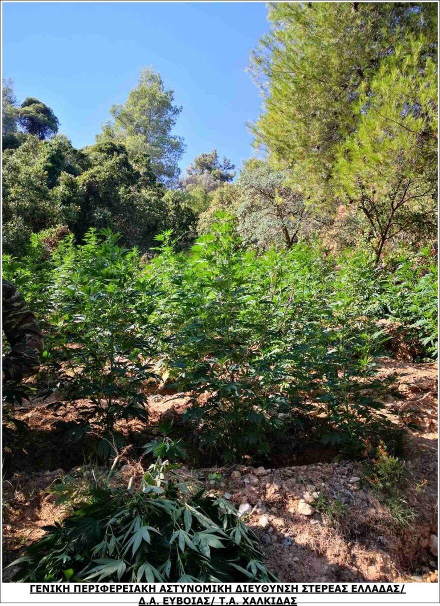 Βοιωτία: Τεράστια χασισοφυτεία με 2.225 δενδρύλλια σε χαράδρα, έφταναν έως και τα 2,50 μέτρα!