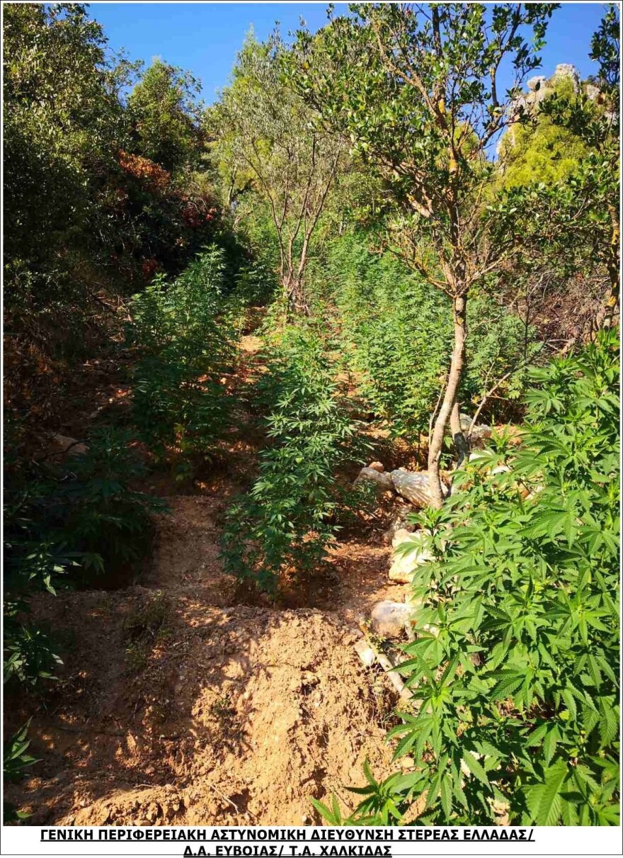 Βοιωτία: Τεράστια χασισοφυτεία με 2.225 δενδρύλλια σε χαράδρα, έφταναν έως και τα 2,50 μέτρα!