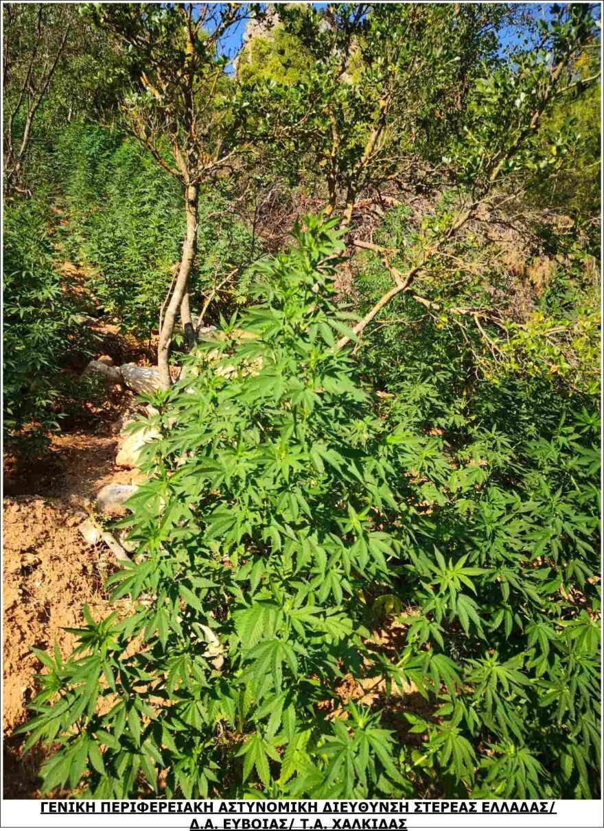 Βοιωτία: Τεράστια χασισοφυτεία με 2.225 δενδρύλλια σε χαράδρα, έφταναν έως και τα 2,50 μέτρα!