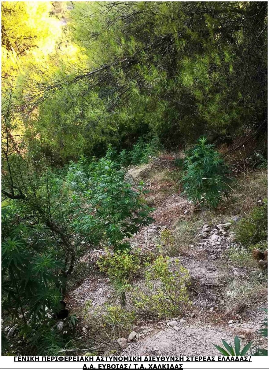 Βοιωτία: Τεράστια χασισοφυτεία με 2.225 δενδρύλλια σε χαράδρα, έφταναν έως και τα 2,50 μέτρα!