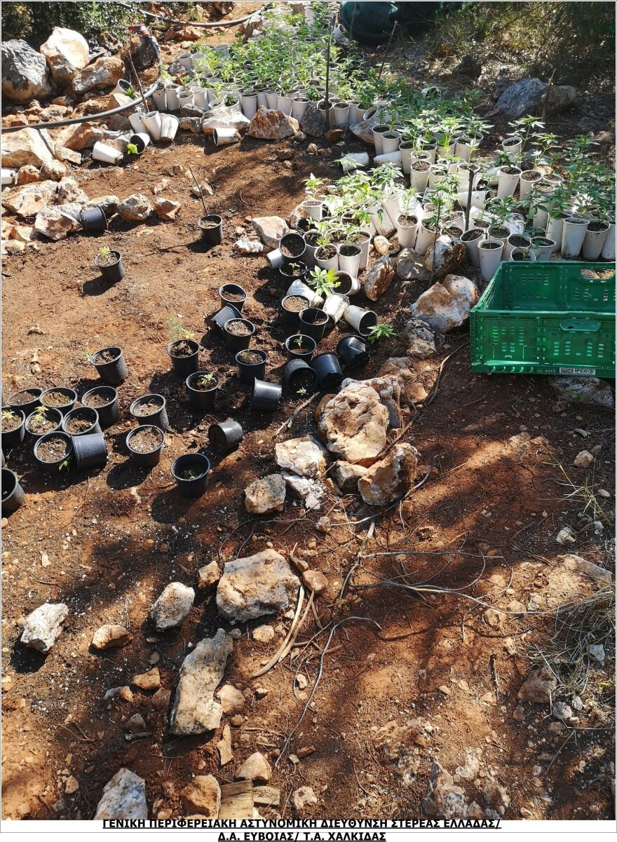 Βοιωτία: Τεράστια χασισοφυτεία με 2.225 δενδρύλλια σε χαράδρα, έφταναν έως και τα 2,50 μέτρα!