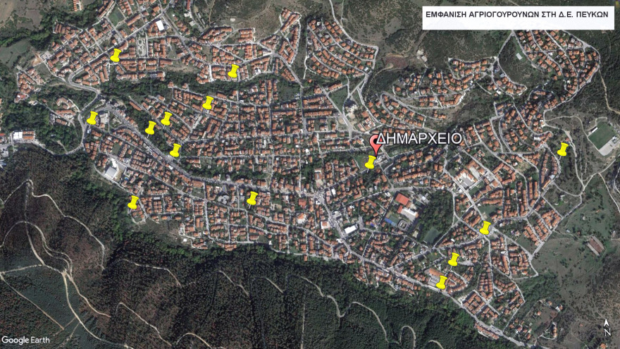 Συνεχίζονται οι επιδρομές αγριογούρουνων στη Θεσσαλονίκη – «Θα θρηνήσουμε θύματα»