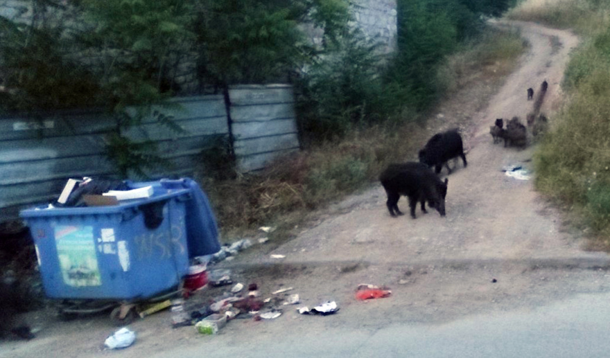 Συνεχίζονται οι επιδρομές αγριογούρουνων στη Θεσσαλονίκη – «Θα θρηνήσουμε θύματα»