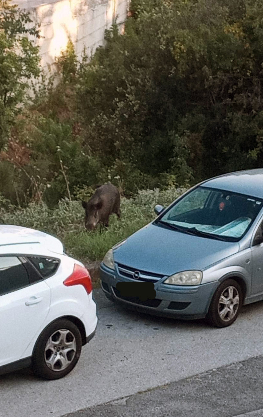Συνεχίζονται οι επιδρομές αγριογούρουνων στη Θεσσαλονίκη – «Θα θρηνήσουμε θύματα»