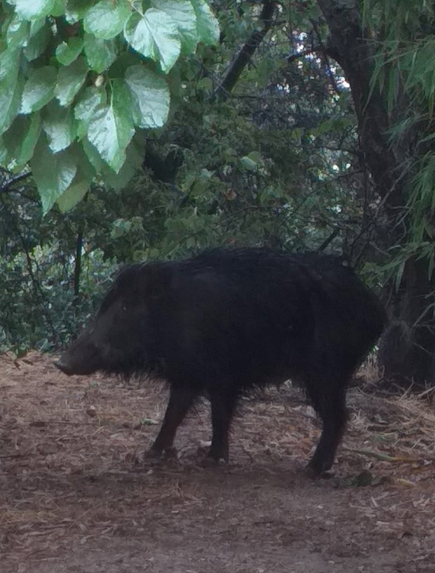 Συνεχίζονται οι επιδρομές αγριογούρουνων στη Θεσσαλονίκη – «Θα θρηνήσουμε θύματα»