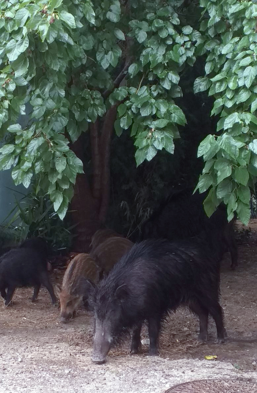 Συνεχίζονται οι επιδρομές αγριογούρουνων στη Θεσσαλονίκη – «Θα θρηνήσουμε θύματα»