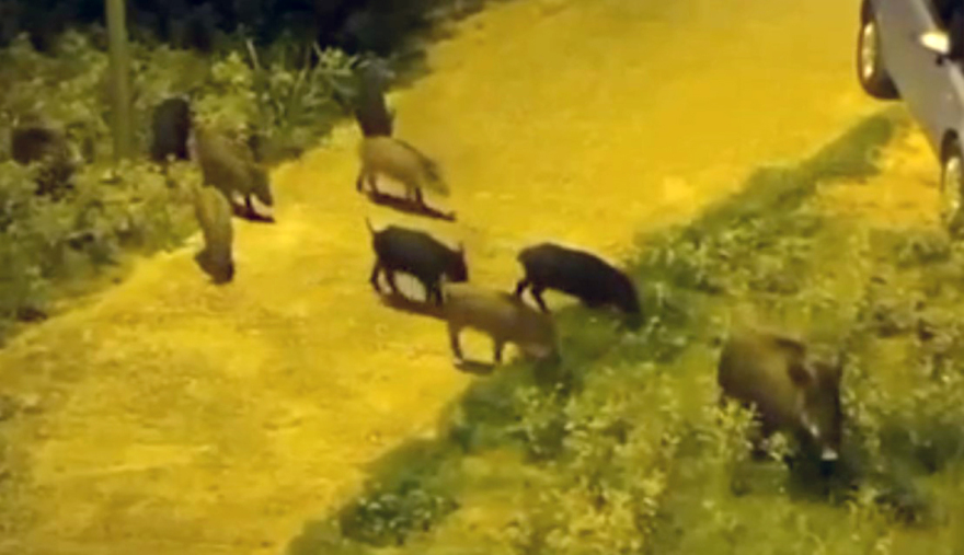 Συνεχίζονται οι επιδρομές αγριογούρουνων στη Θεσσαλονίκη – «Θα θρηνήσουμε θύματα»