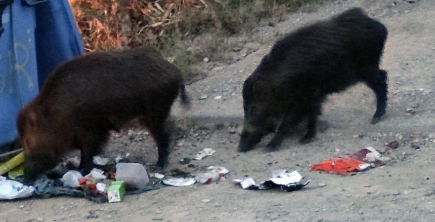 Συνεχίζονται οι επιδρομές αγριογούρουνων στη Θεσσαλονίκη – «Θα θρηνήσουμε θύματα»