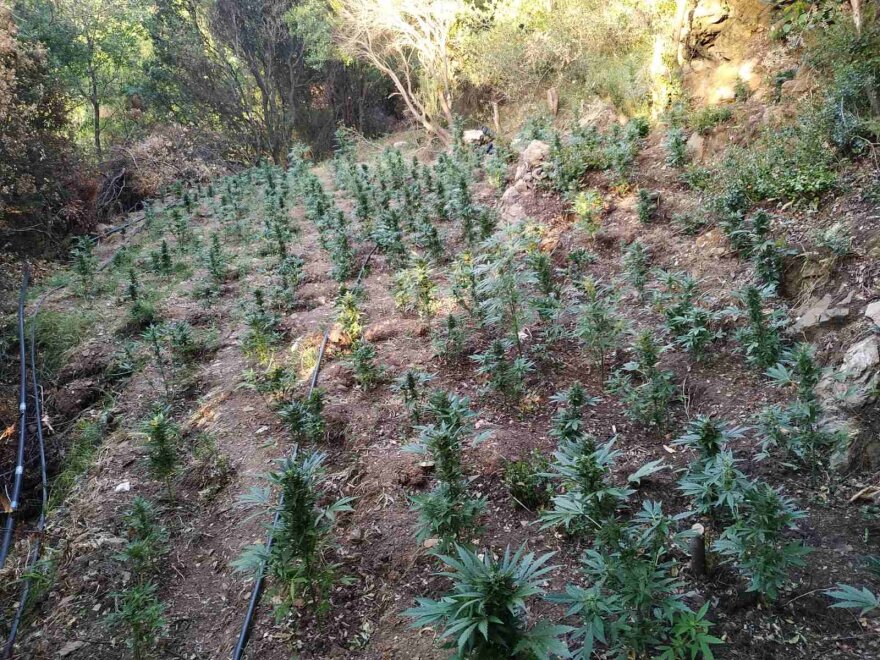 Βοιωτία: Συνελήφθη ο αρχηγός σπείρας με τα 4.325 χασισόδεντρα