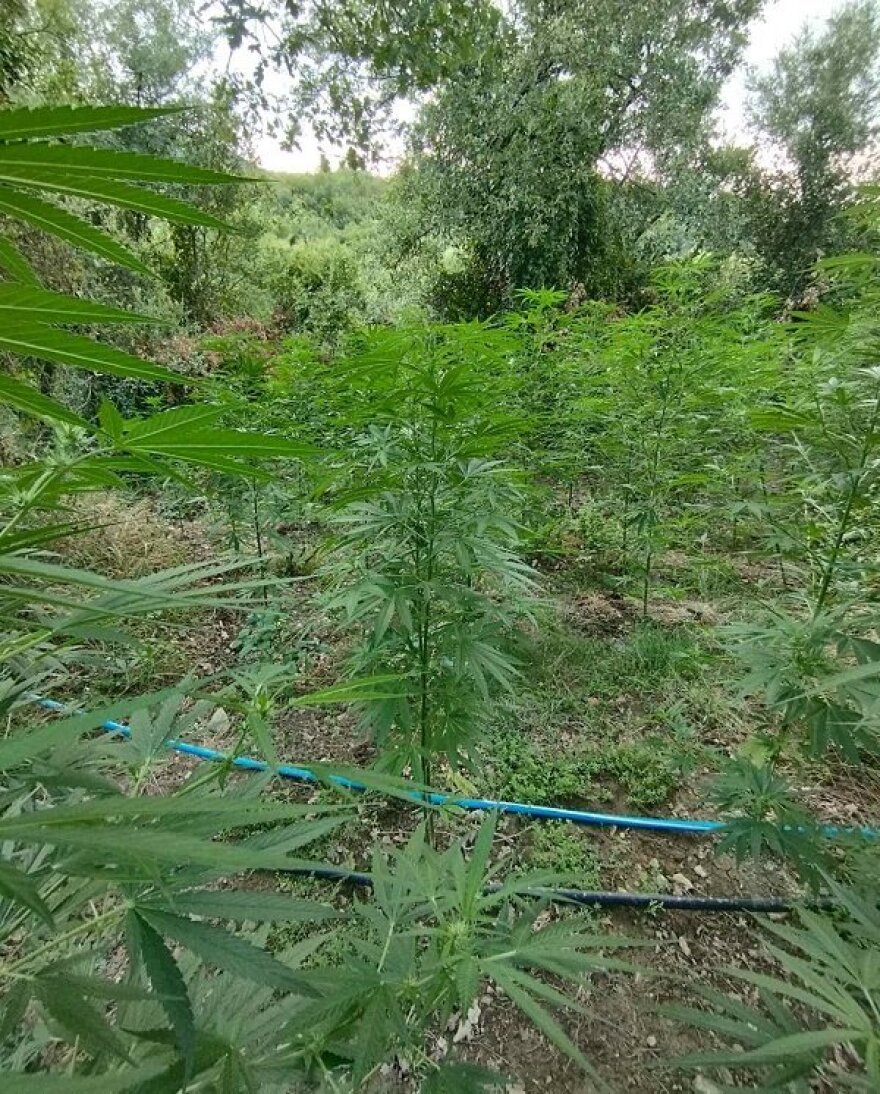 Μεσσηνία: Ελικόπτερο εντόπισε τεράστια χασισοφυτεία