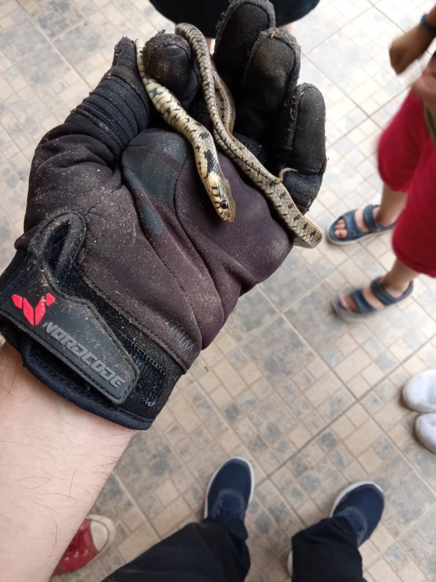 Κοζάνη: Τρόμος για ενοίκους σπιτιού που βρήκαν φίδι πίσω από τον καναπέ