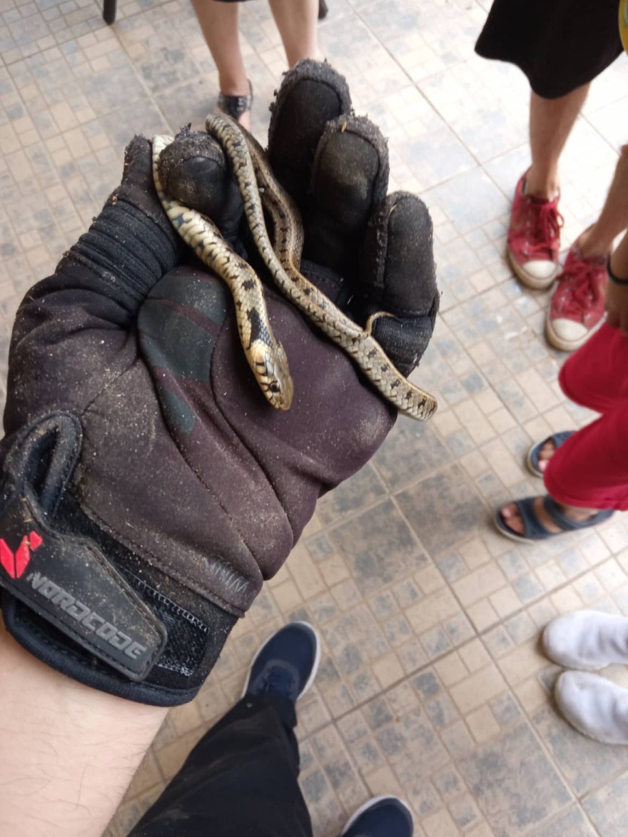 Κοζάνη: Τρόμος για ενοίκους σπιτιού που βρήκαν φίδι πίσω από τον καναπέ