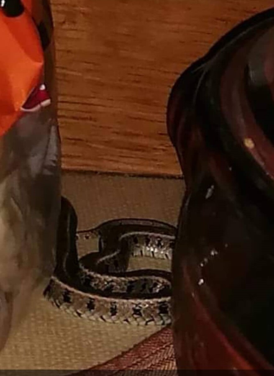 Κοζάνη: Τρόμος για ενοίκους σπιτιού που βρήκαν φίδι πίσω από τον καναπέ