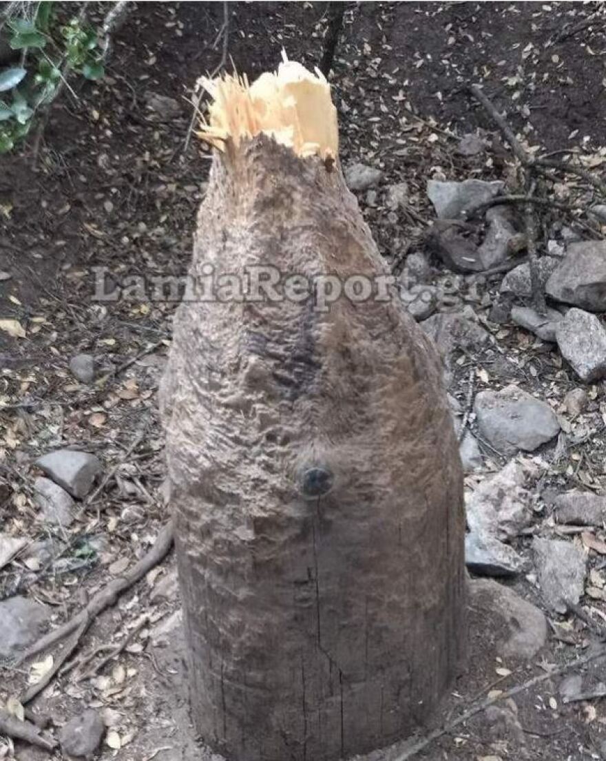 Φθιώτιδα: Τα... αγριογούρουνα πίσω από τη μεγάλη πυρκαγιά στο Λογγίτσι;