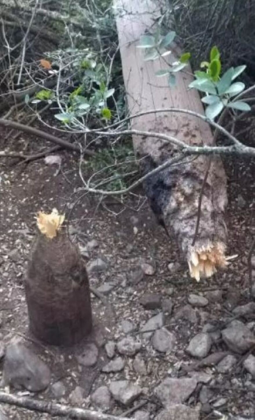 Φθιώτιδα: Τα... αγριογούρουνα πίσω από τη μεγάλη πυρκαγιά στο Λογγίτσι;