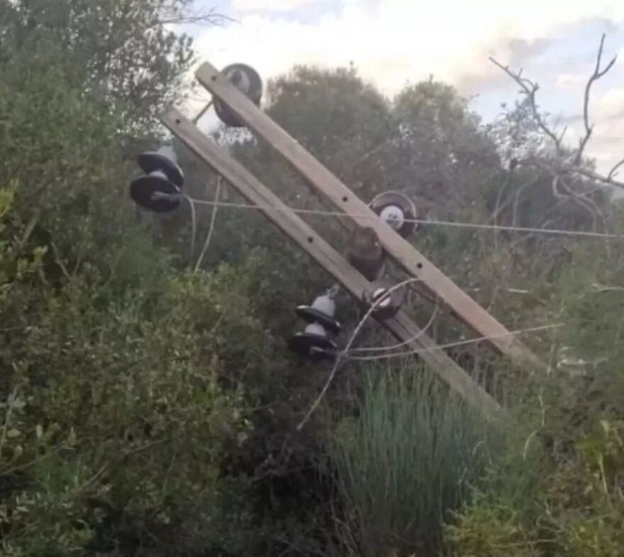 Φθιώτιδα: Τα... αγριογούρουνα πίσω από τη μεγάλη πυρκαγιά στο Λογγίτσι;