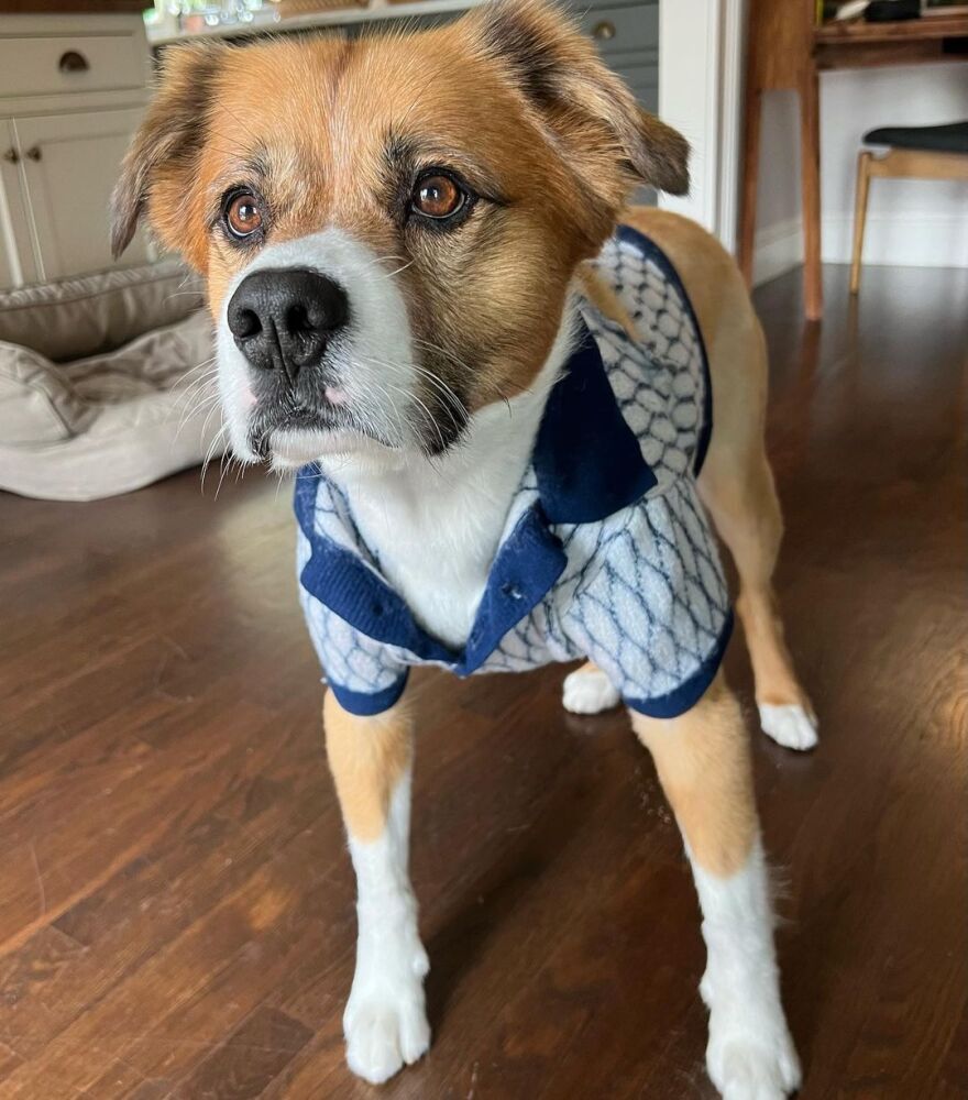 Κρις Έβανς: Έντυσε τον σκύλο του με τη μπλούζα που φορούσε στο «Gray Man»