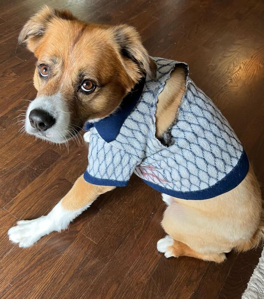 Κρις Έβανς: Έντυσε τον σκύλο του με τη μπλούζα που φορούσε στο «Gray Man»