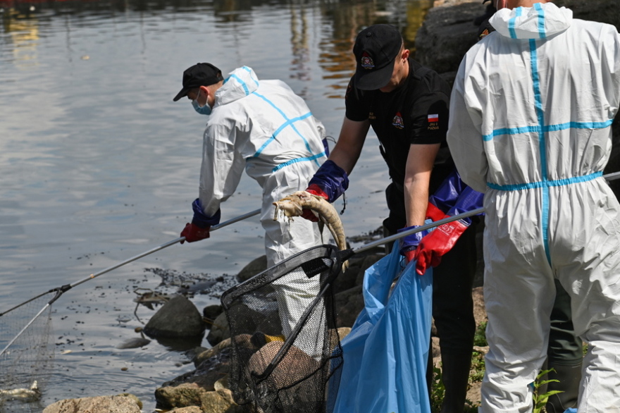 Περιβαλλοντική καταστροφή: Τα νεκρά ψάρια φτάνουν τους 100 τόνους στον ποταμό Όντερ!  - Δείτε βίντεο