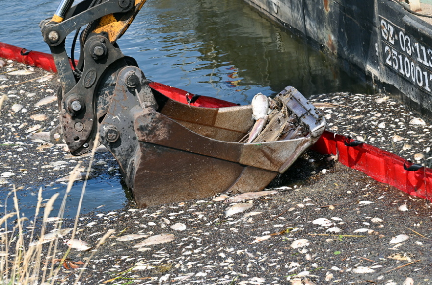 Περιβαλλοντική καταστροφή: Τα νεκρά ψάρια φτάνουν τους 100 τόνους στον ποταμό Όντερ!  - Δείτε βίντεο