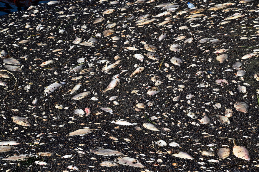 Περιβαλλοντική καταστροφή: Τα νεκρά ψάρια φτάνουν τους 100 τόνους στον ποταμό Όντερ!  - Δείτε βίντεο