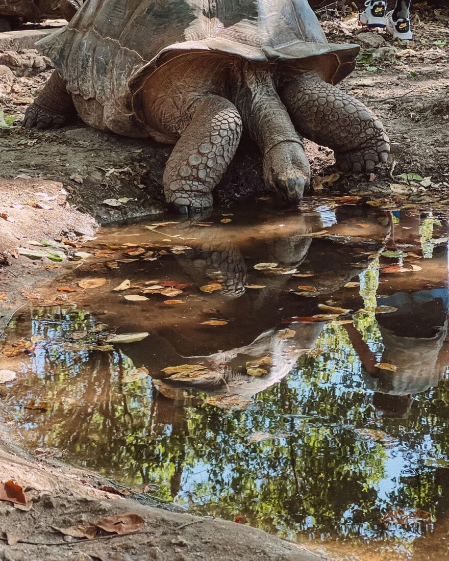 Ευγενία Σαμαρά - Γιάννης Ποιμενίδης: Το φωτογραφικό άλμπουμ από το ταξίδι τους στην Αφρική