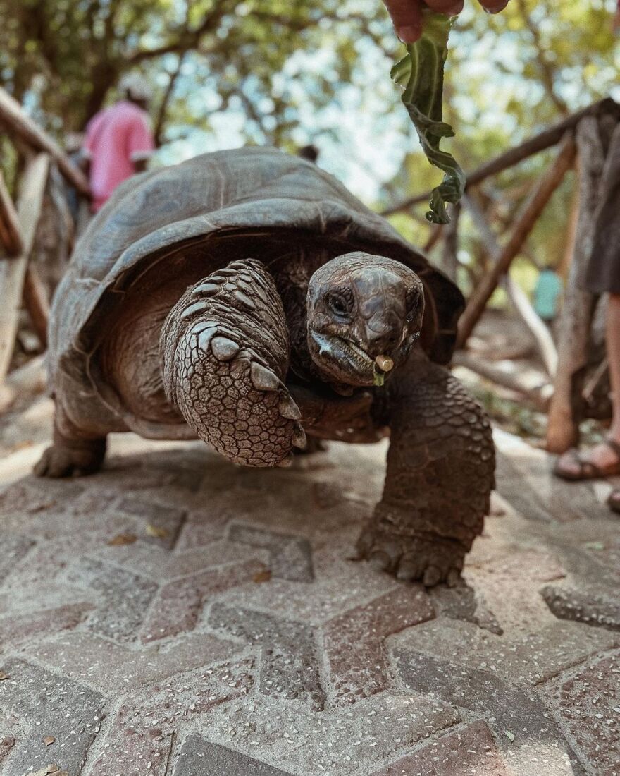 Ευγενία Σαμαρά - Γιάννης Ποιμενίδης: Το φωτογραφικό άλμπουμ από το ταξίδι τους στην Αφρική