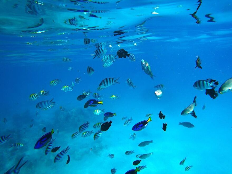 Ευγενία Σαμαρά - Γιάννης Ποιμενίδης: Το φωτογραφικό άλμπουμ από το ταξίδι τους στην Αφρική