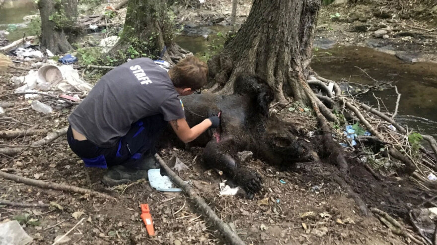 Φλώρινα: Πυροβόλησαν και σκότωσαν 3 αρκούδες - Η μια θήλαζε ακόμα τα μικρά της 