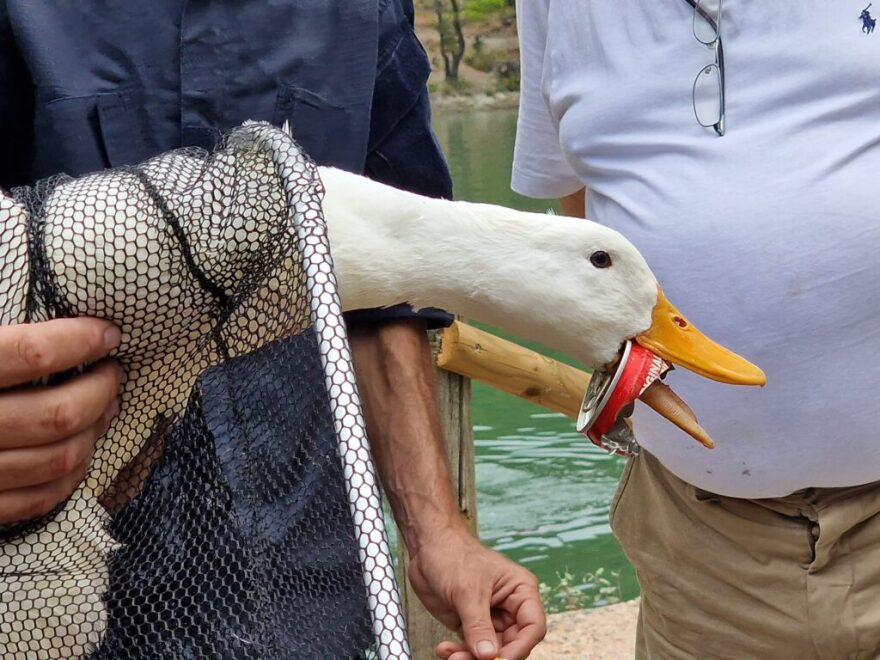 Λίμνη Μπελέτσι: Επιχείρηση της ΕΜΑΚ για να σωθεί πάπια με κουτί αναψυκτικού στο στόμα της