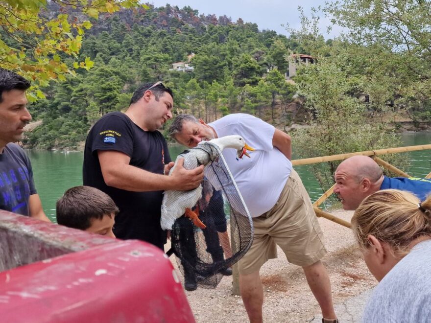 Λίμνη Μπελέτσι: Επιχείρηση της ΕΜΑΚ για να σωθεί πάπια με κουτί αναψυκτικού στο στόμα της