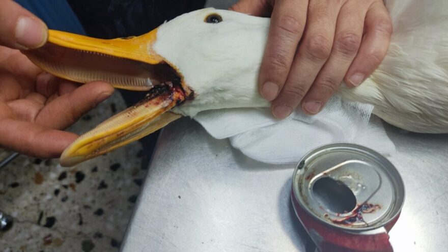 Λίμνη Μπελέτσι: Επιχείρηση της ΕΜΑΚ για να σωθεί πάπια με κουτί αναψυκτικού στο στόμα της