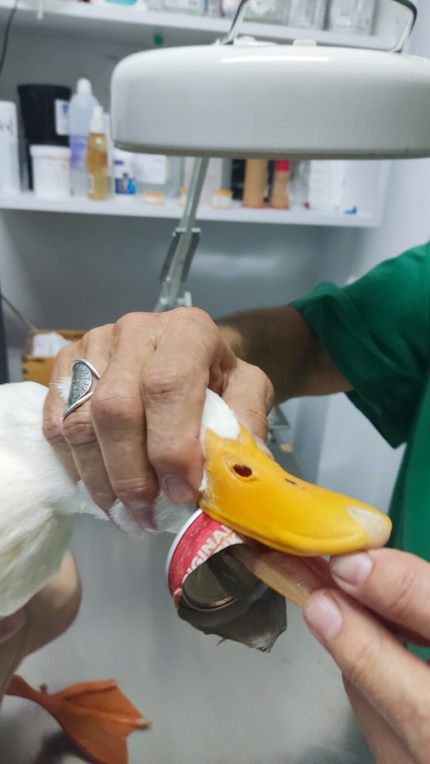 Λίμνη Μπελέτσι: Επιχείρηση της ΕΜΑΚ για να σωθεί πάπια με κουτί αναψυκτικού στο στόμα της