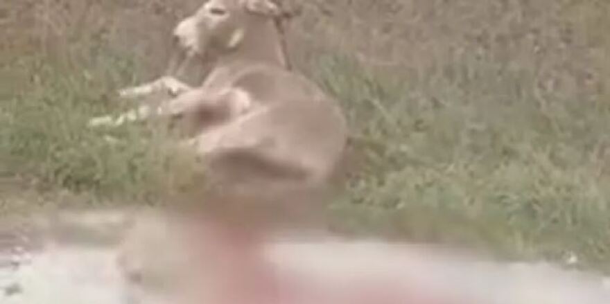 Ιωάννινα: Εικόνες φρίκης από το αιμόφυρτο γαϊδουράκι - Συνελήφθη ο αντιδήμαρχος Ζίτσας