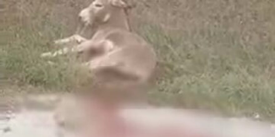 Συνελήφθη ο αντιδήμαρχος Ζίτσας για την κακοποίηση γαϊδάρου - «Πρόκειται για ατύχημα», λέει ο ίδιος