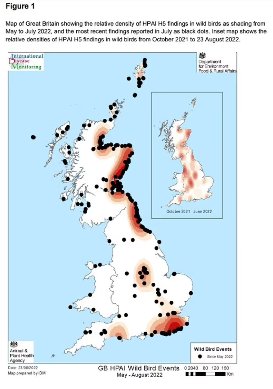 Γρίπη των πτηνών: Καμπανάκι από τους επιστήμονες για επικείμενο ξέσπασμα και στους ανθρώπους