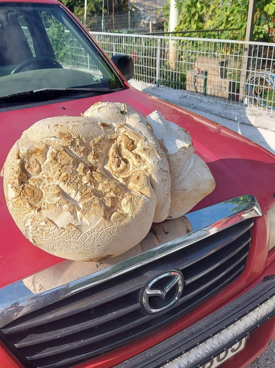 Μανιτάρι - «γίγας» βάρους 9 κιλών εντοπίστηκε στον Τετράλοφο Κοζάνης