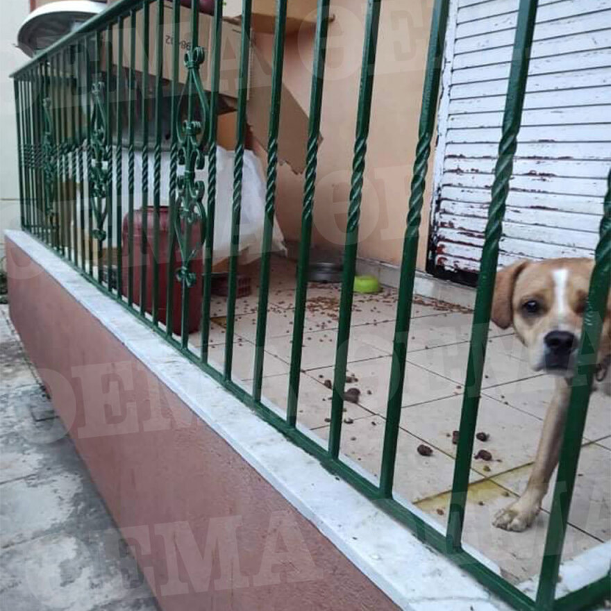 Χίος: Νέα υπόθεση κακοποίησης σκύλου - Τον είχε παρατήσει στο μπαλκόνι για δύο μήνες