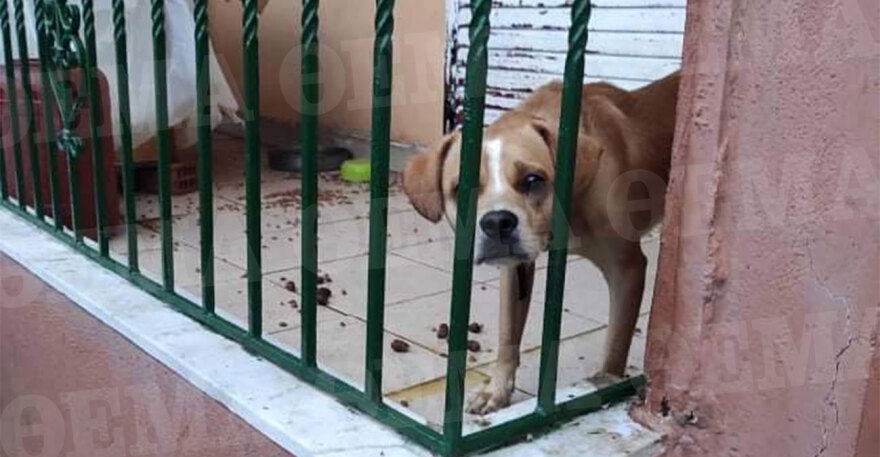 Χίος: Νέα υπόθεση κακοποίησης σκύλου - Τον είχε παρατήσει στο μπαλκόνι για δύο μήνες