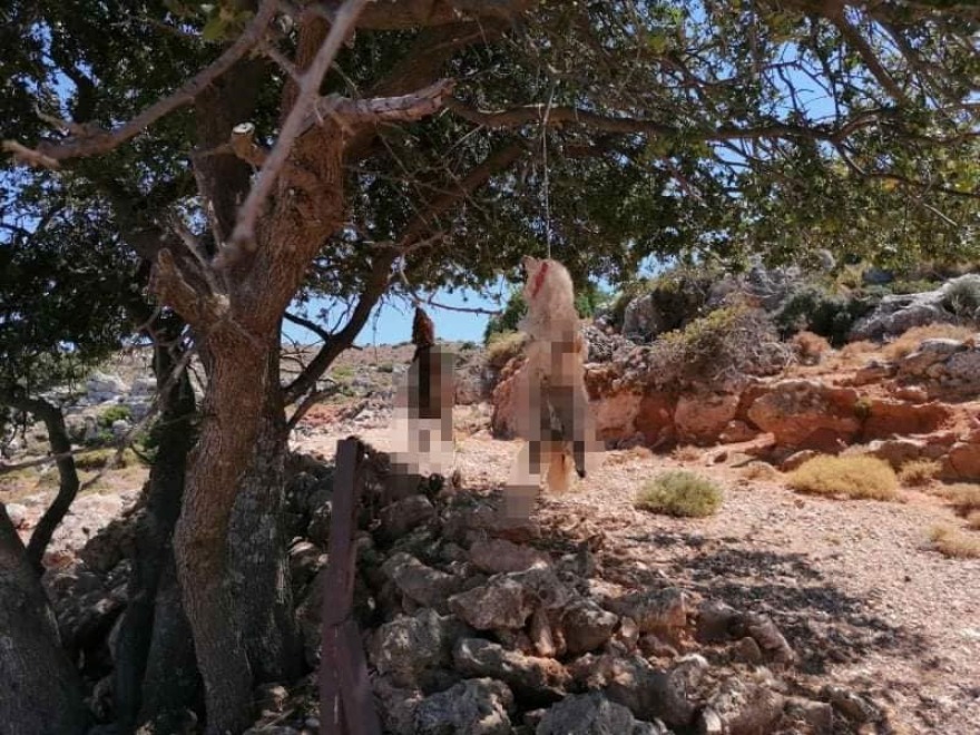Νέα υπόθεση κτηνωδίας: Απαγχονισμένος βρέθηκε σκύλος στην Κρήτη