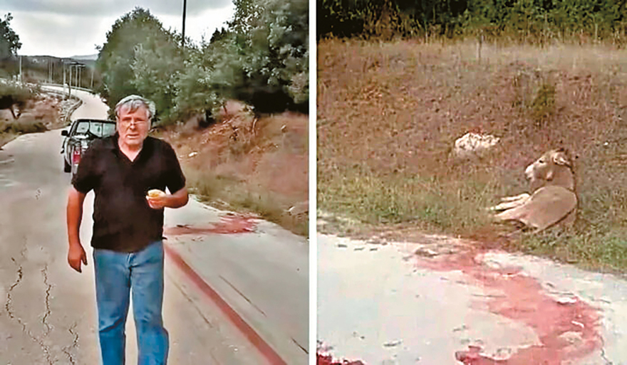 Η δικογραφία για το τέρας που σκότωσε το γαϊδουράκι