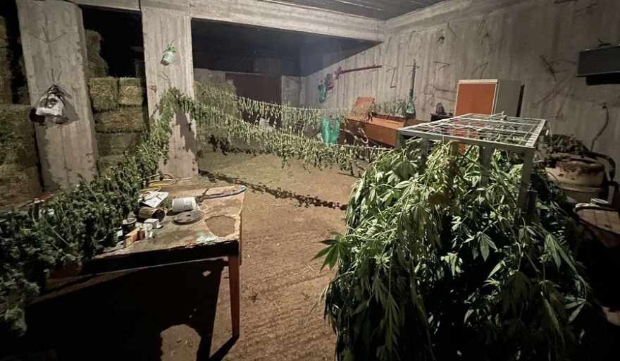 Ζωνιανά: Απλωμένα στο υπόγειο σπιτιού βρήκαν τα δενδρύλλια κάνναβης οι αστυνομικοί
