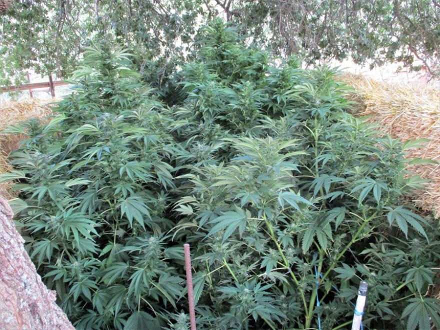 Ζωνιανά: Απλωμένα στο υπόγειο σπιτιού βρήκαν τα δενδρύλλια κάνναβης οι αστυνομικοί