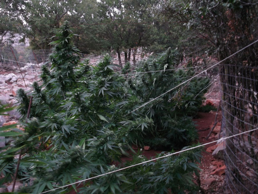 Ζωνιανά: Απλωμένα στο υπόγειο σπιτιού βρήκαν τα δενδρύλλια κάνναβης οι αστυνομικοί