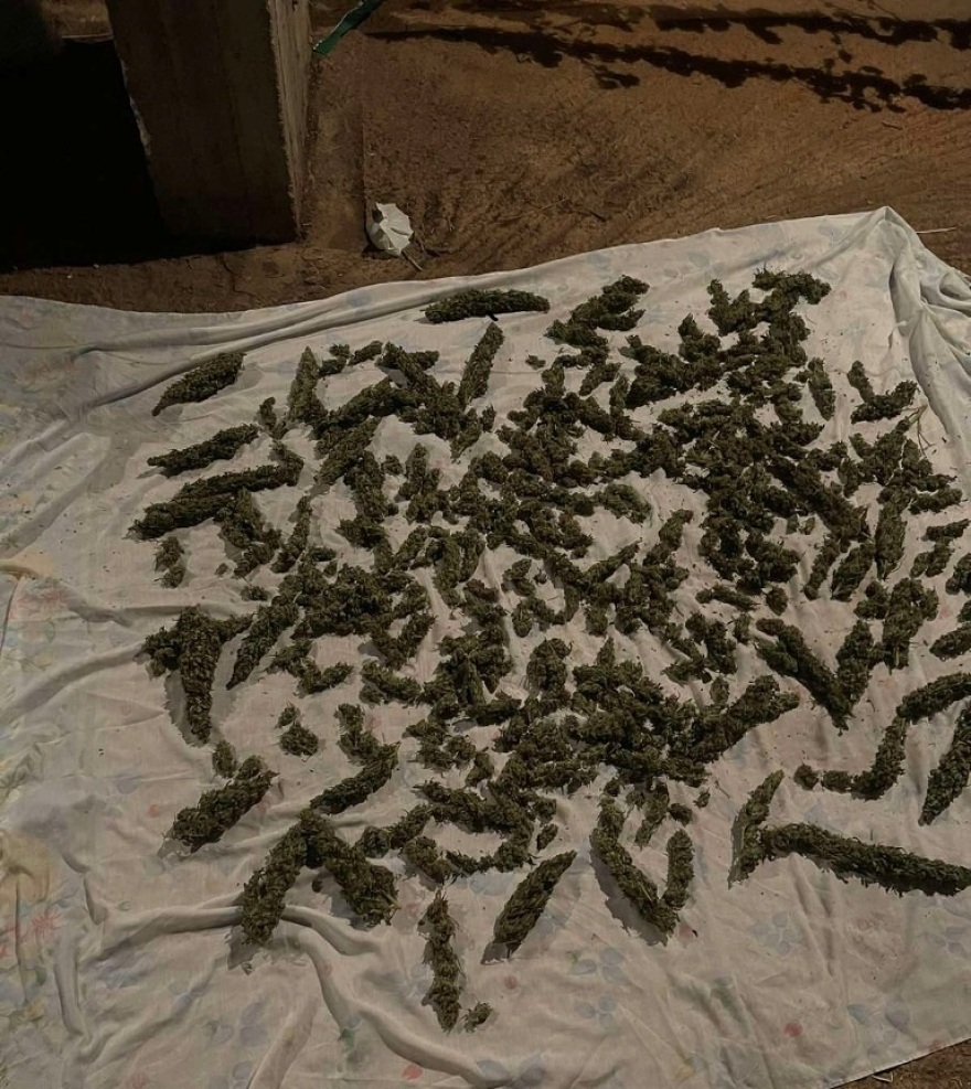 Ζωνιανά: Απλωμένα στο υπόγειο σπιτιού βρήκαν τα δενδρύλλια κάνναβης οι αστυνομικοί