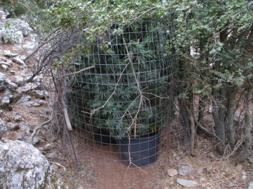 Ζωνιανά: Απλωμένα στο υπόγειο σπιτιού βρήκαν τα δενδρύλλια κάνναβης οι αστυνομικοί