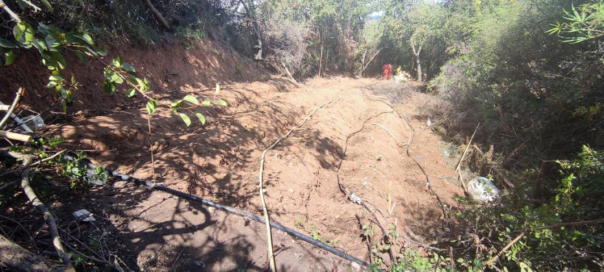 Εντοπίστηκαν στην Εύβοια δύο φυτείες με 1.059 δέντρα κάνναβης - Τέσσερις συλλήψεις 