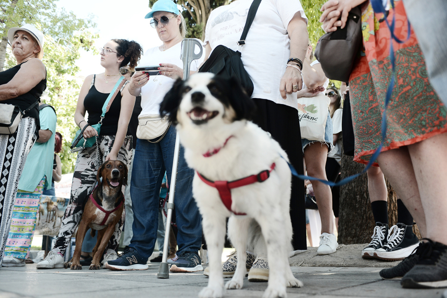 Συγκέντρωση διαμαρτυρίας κατά της κακοποίησης των ζώων στο Σύνταγμα